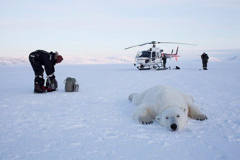 Dyrlege Astrid Vikaune Lina sin mamma Astrid jobber som dyrlege i Longyearbyen. Vi stilte henne noen spørsmål om isbjørn. 1. Hvor mye bedøvelse en isbjørn trenger er avhengig av hvor stor den er. 2.