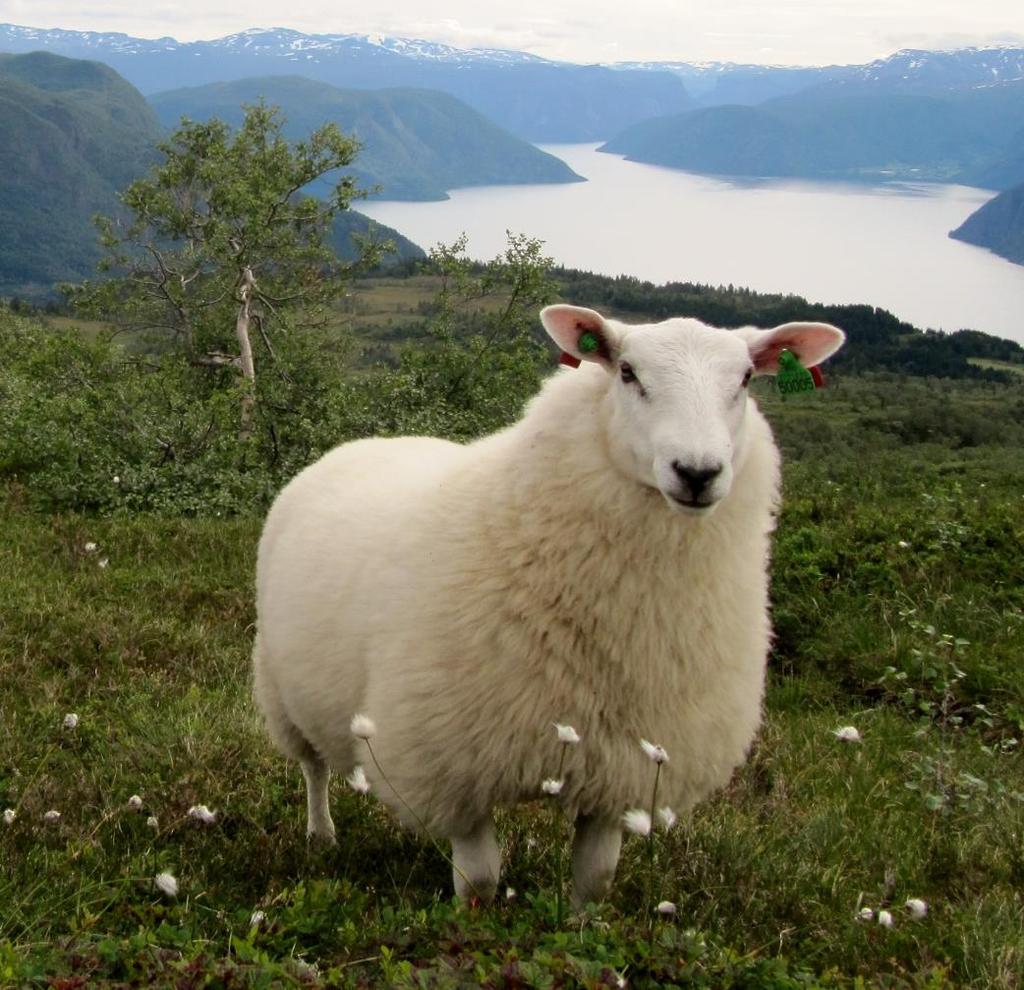 NLR Vest Sunnmøre Sogn og Fjordane