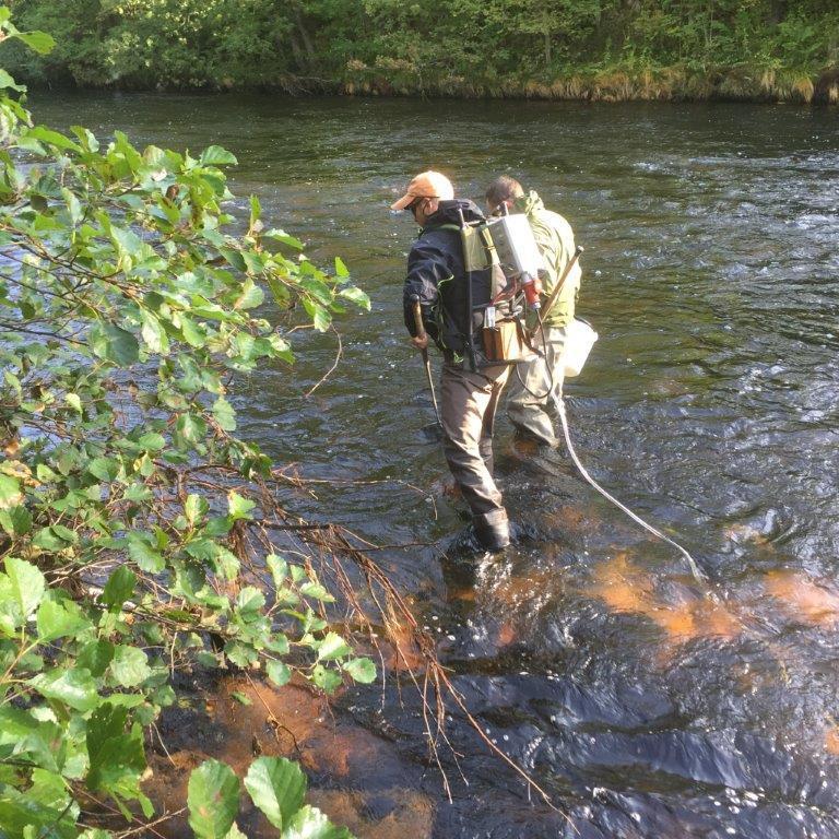 Utfordringer Fiskeundersøkelser gjennomført høsten 2015 viser at elva har stor verdi for sjøørret oppstrøms planlagt kulvert. Kulverten vil være negativ for fisk.