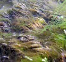 a. Blæretang (Fucus vesiculosus) (blå pil) på stasjon G8. b.