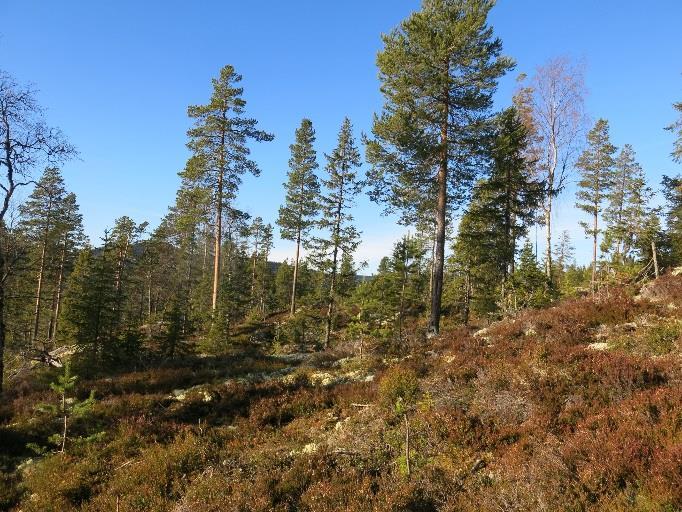 naturskog, nesten uten liggende og stående dødved eller