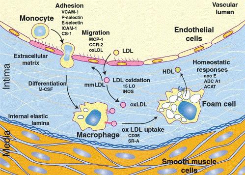 Aterosklerose - initiering Endotel - endring av