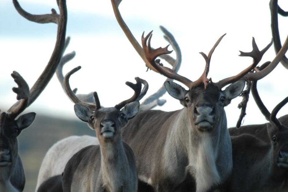 fauna, fisk Foto: Ulf Erik Forsberg Jord/skogbruk,