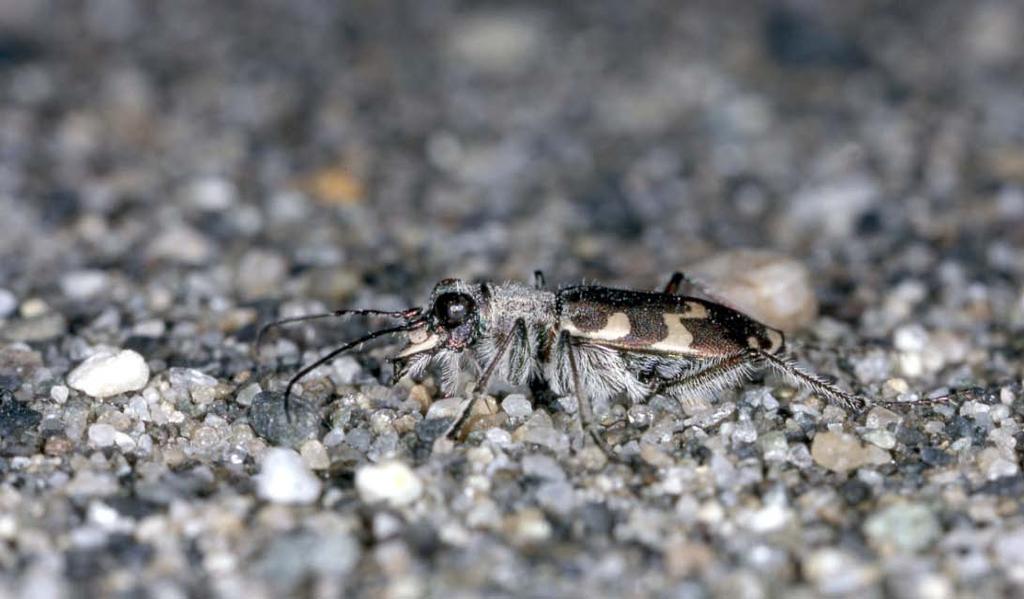 Tiltak etter naturmangfoldloven, toppen i