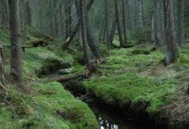 Skogbruket i Marka må