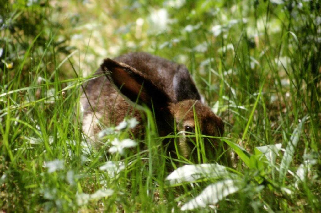 Forvaltningen av bever skal som hovedregel utøves på bakgrunn av bestandsplaner.