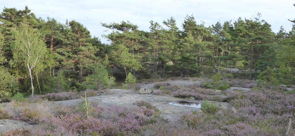 Kartlegging er å forenkle naturen 1. Typebestemmelse av natur 2. Avgrensing av kartfigurer 3.