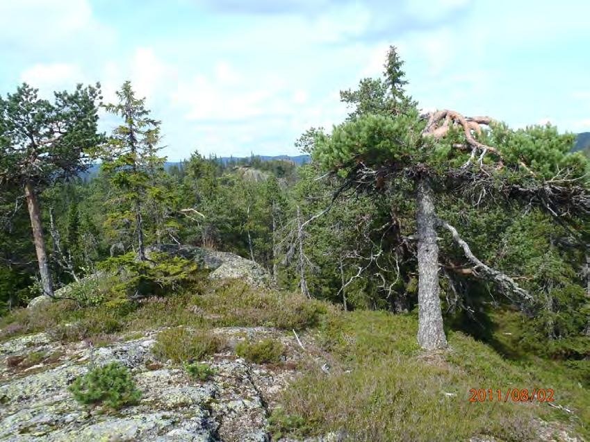 Foto: Frode Løset, Sweco Norge AS Kjerringkollen