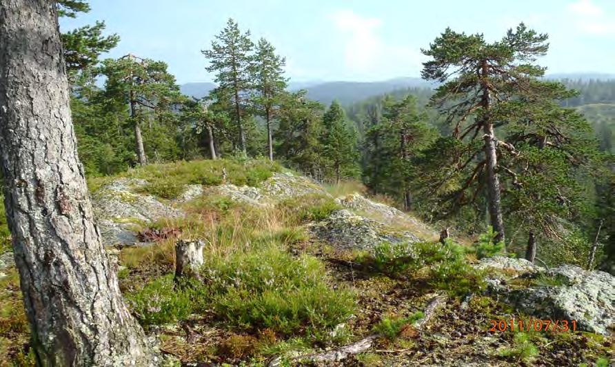 Gammel furuskog på Gråberget sett sørover.