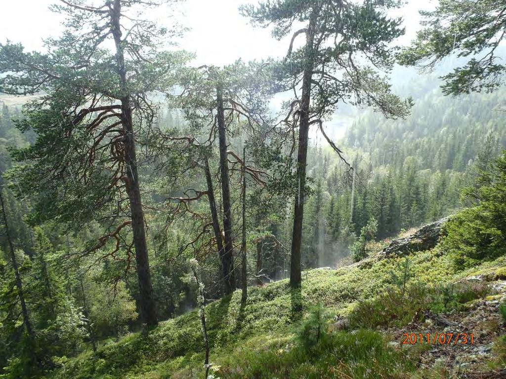 Gråberget med kjerneområde 4 til