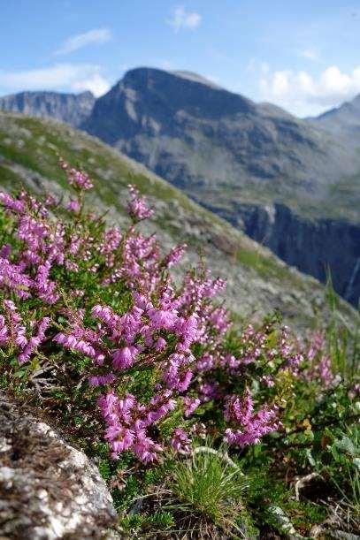 Honning er som vin Hvert jordsmonn og plante har sin egne smak