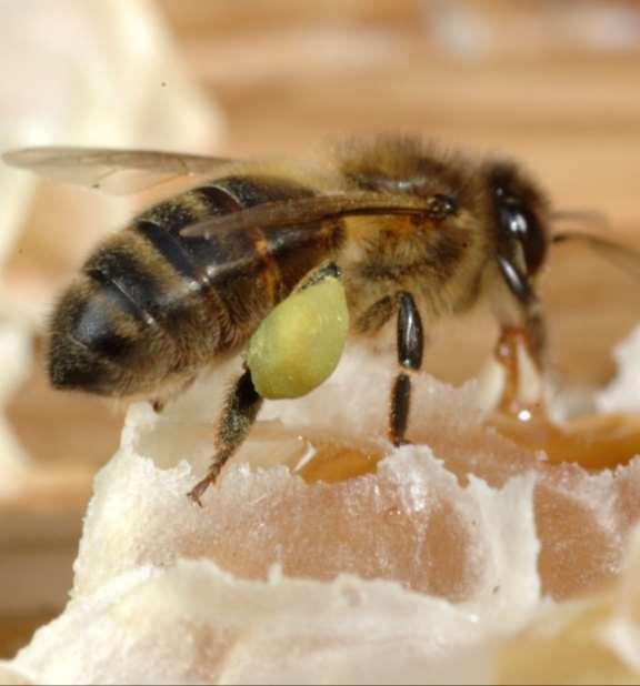 Noen enkle råd når du skal selge honningen din selv Tilby flere honningtyper Ta godt betalt Bruk
