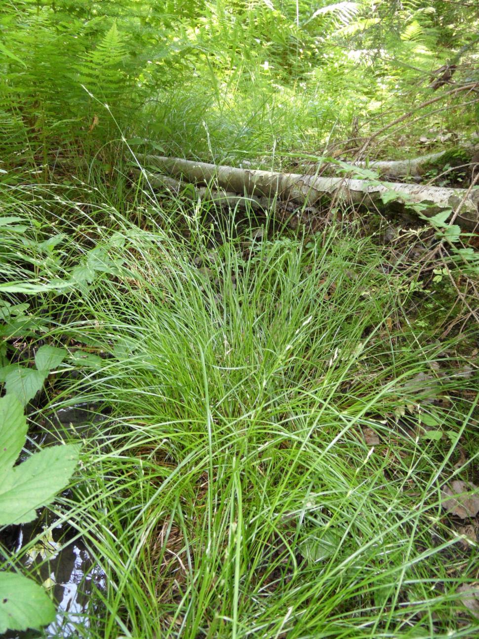 4.1.3 Naturtyper og viltlokaliteter i undersøkelsesområdet Innenfor utredningsområdet er det i Naturbase registrert 2 naturtypelokaliteter, hvorav ett naturreservat, som kommer i berøring med bekken