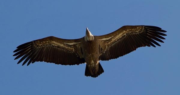 Svartglente Milvus migrans Black Kite Svært vanlig, de aller fleste var på plass etter trekk fra Afrika på denne tiden.