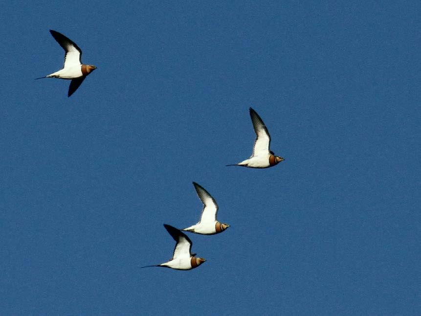 Hvitbuksandhøne (Pterocles alchata) Foto: Vidar Kristiansen Deltagere Turdeltagerne var: Morten Stig Nilsen, Vidar Kristiansen, Tormod Vaaland