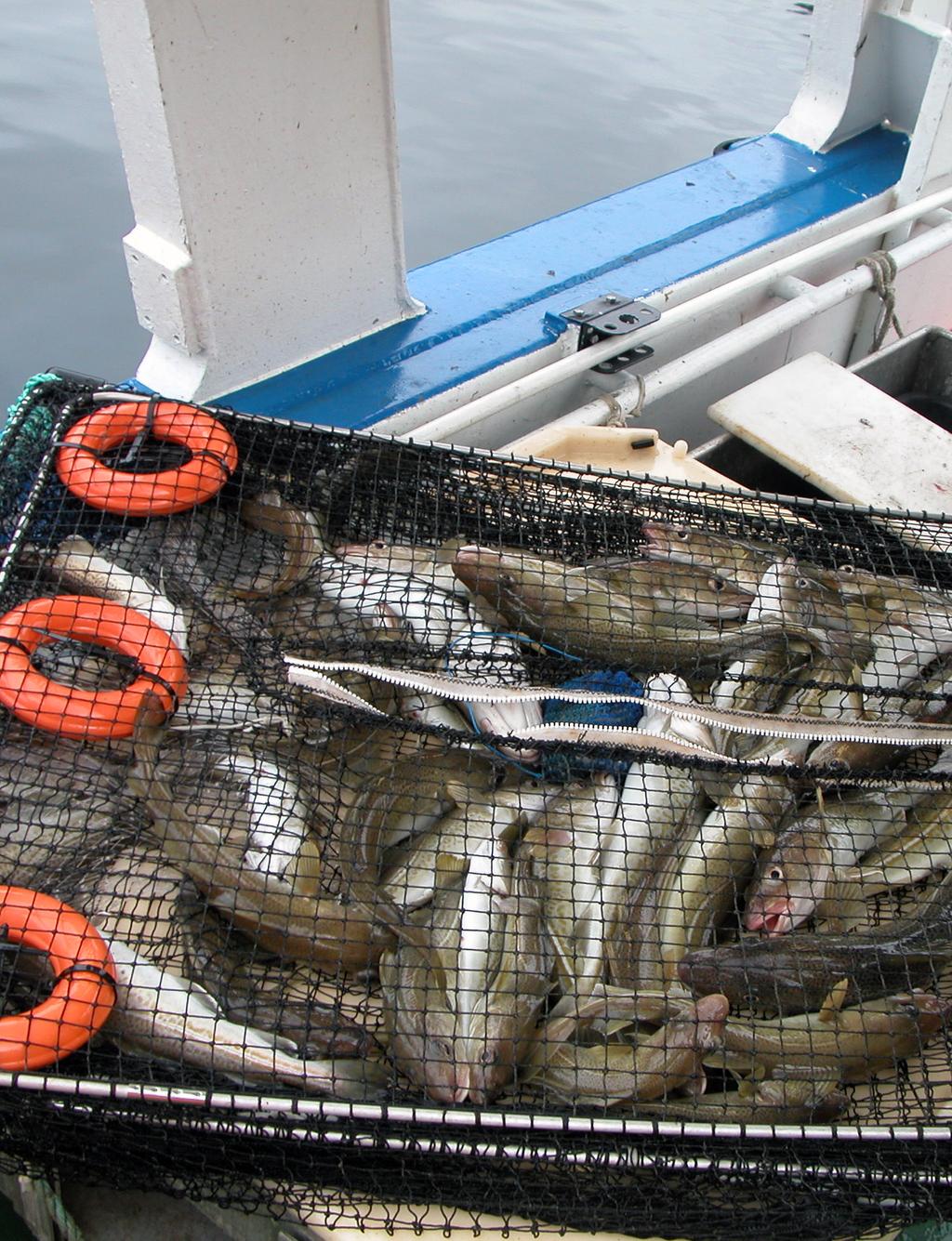 Studier av fiskeatferd og redskapsparametre for