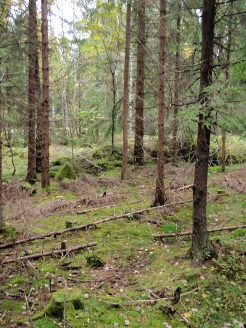 13 (29) 4.3.2 Feltregistreringer i sone 3 Sone 3 består av granskog