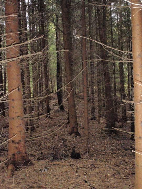 innslag av bjørk og rabber samt fjellknauser i dagen