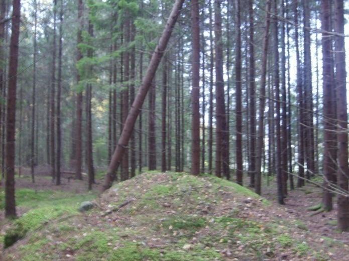 Vegetasjonen her består hovedsakelig av krattvegetasjon med unge gråortrær, bringebær, bregner og kjempebjørnekjeks.