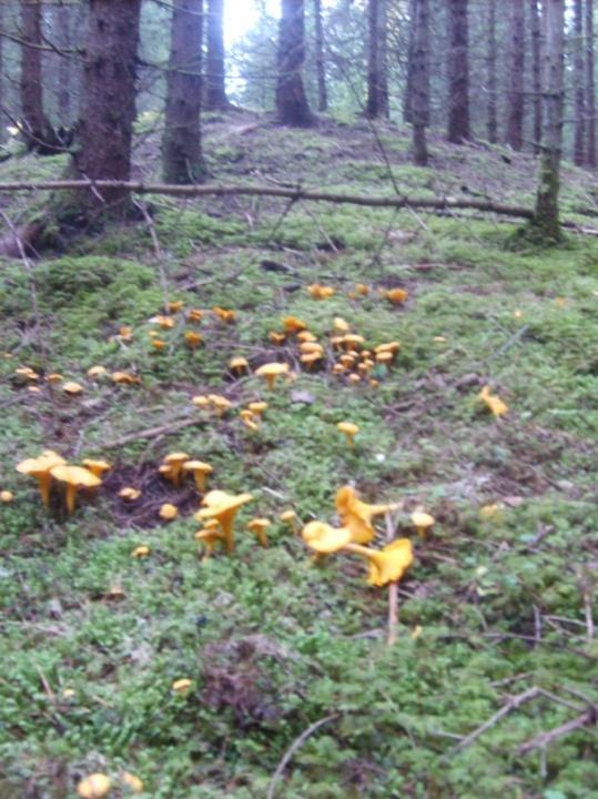 Et bekkeløp renner gjennom granskogen. Enkelte felt har lite vegetasjon i bunnsjiktet.