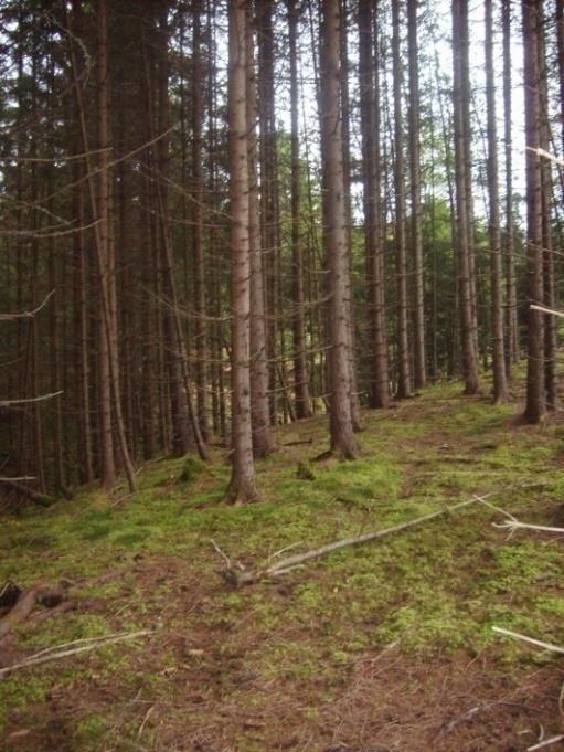 I den første delen av vegtraseen er det registrert gråorskog. Dette er en type frodig og artsrik skog som er rik på fauna, spesielt av virvelløse dyr og fugler.
