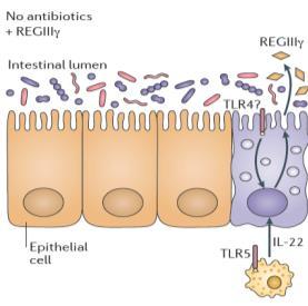 antimikrobielle midler Cefalosporiner, sulfonamider, linkosamider, β-lactamer og lavgradige nivå