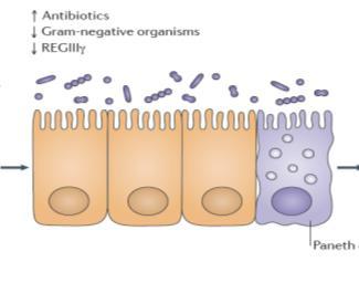 virulensfaktorer ENTEROKOKKER (2) Species som hovedsakelig forårsaker infeksjon E. faecalis > E.