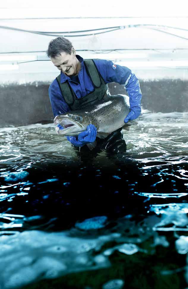 I tillegg til solid fortøyning, krever notposen jevnlig rengjøring og sikring mot rømning av fisk. Veksten i merdene påvirkes av fôring, lys og vannkvaliteten.