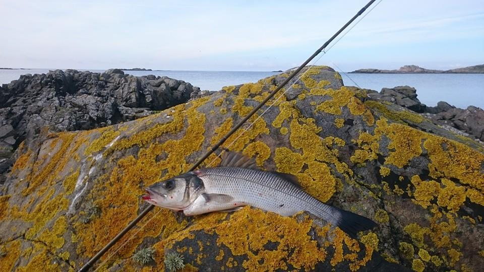 Farsund og Lyngdal jeger- og fiskerforening 2017 Et nytt jakt og fiske år er over og vi er allerede langt inne i et nytt et.