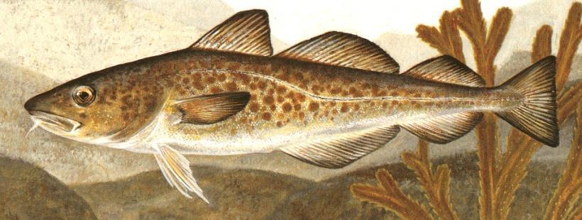 torskefisk mellomgod hørselssans 4-8 cm