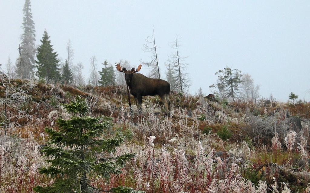 Endringer i elgbeitearealer i Lierne