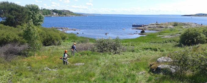 Skjøtsel på Ormøy, foto Hauan Gård Skjøtsel av kulturlandskapet Skjøtsel av naturen - skjer på bakgrunn av skjøtselsplaner utarbeidet på naturfaglig basis (BioFokus-rapporter) - krever ofte en