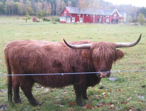 Skjøtselsplan laget av BioFokus 2010 Ytre halvdel av Bjerkøy