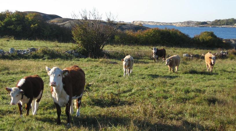 Skjøtselsplan: BioFokus-rapport 2010-1: Sandø Svært rikt