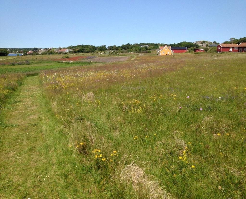 Sandø - Prosjekt slåttemark