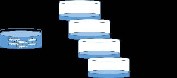 7. Materiale og metoder 7. Forsøksfisk og miljø Det ble benyttet 60 smoltifiserte, saltvannstilvendte laks (Salmo salar L.