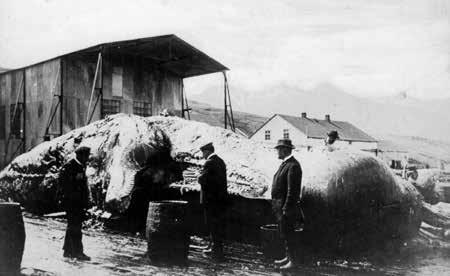 Einhverjir munu þó hafa komið við sögu byggingar hennar og við losun og affermingu skipa. Fyrstu vertíð stöðvarinnar lauk 31. ágúst 1903. Aflinn var 47 hvalir og úr þeim voru framleidd 1428 lýsisföt.