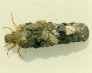 1976) Stoneflies: 130% (Acroneuria