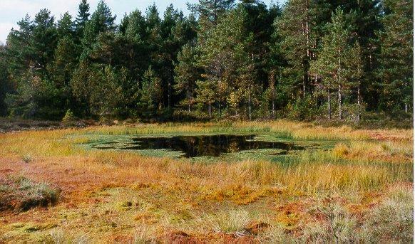 Dam nr. 6, Tassebekk (Stor verdi, ikke truet ) Mange mindre dammer og fuktige partier. Trolig torvuttak tidligere. Rikt insektliv, med bl.a. flere øyenstikkere.