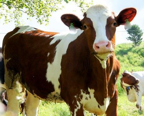 Opptak av protein i kroppen Proteinene som vi får i oss gjennom maten, brytes ned til aminosyrer i fordøyelsessystemet.