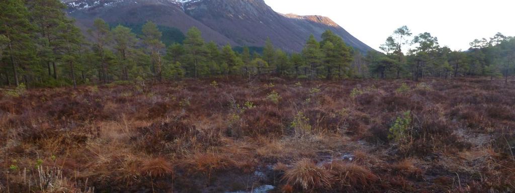 5 Vurdering av verdi Innenfor utredningsområdet er det påvist tre rødlistearter og tre verdifulle naturtyper, der rødlisteartene i stor grad er direkte knyttet til naturtypene.