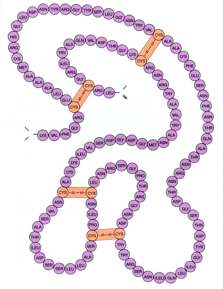 Primærstrukturen omfatter også eventuelle disulfidbroer og andre aminosyreendringer i proteinet.
