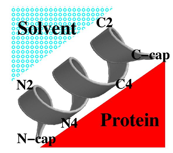Den vanligste plasseringen for helikser er på proteinets overflate.