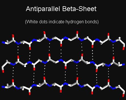 -sheets I motsetning til -helikser, består -sheets av flere ulike sekvensregioner ( -tråder) i polypeptidkjeden.