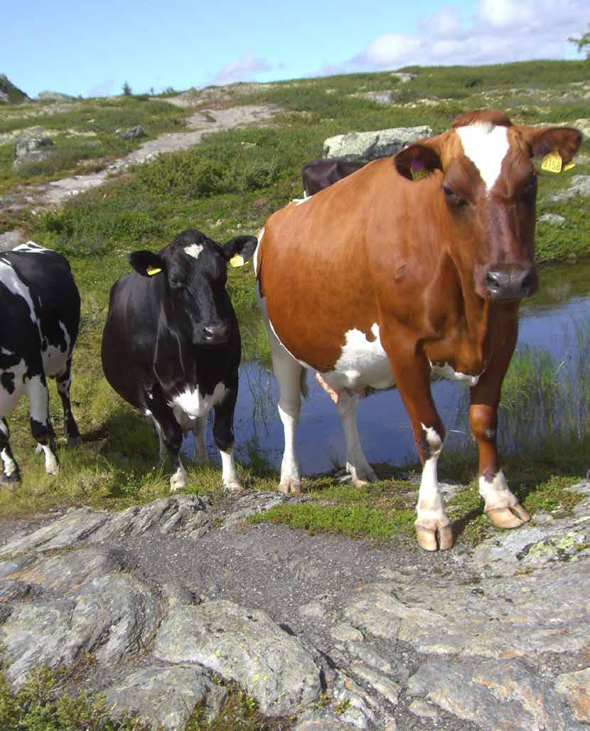 Hva mener bonden Tittel to linjer DEL 1