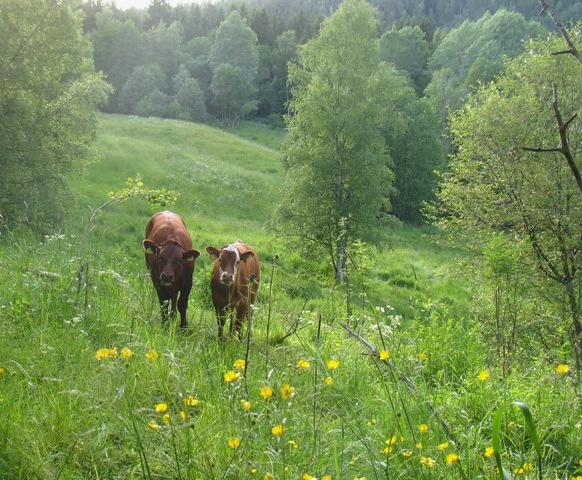 Samarbeidet med Beitepatruljen BA fortsetter på Linderudbeitet, der ammekuer fra Bjørnholt på Lørenskog gikk på beite til høstferien. 4H-gården på Nordre Lindeberg har disponert Rødtvetbeitet.