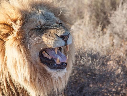 Vi reiser videre for en liten ettermiddags safari (3 timer game drive) på Botl ierscop Game Reserve. Vi får egen erfaren guide som vil få oss nærme dyrene.