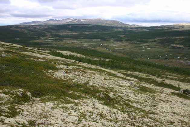 er sett der kronedekninga av tre som er eller kan bli større enn 2.5 meter, er mindre enn 25% av arealet.