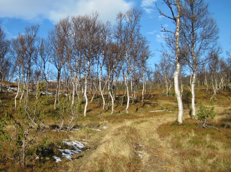 En kjøretrase vil over tid bli «vei». Dette er noe av det som motorferdselloven ønsker å unngå ved å håndheve motorferdsel på barmark strengt.