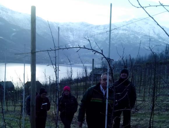 Svaktveksande, hengjande greiner Greiner som er for svake og hengjande til å bera ein god avling må i utgangspunktet skjerast tilbake på tapp, til liks med greiner som er for kraftige.